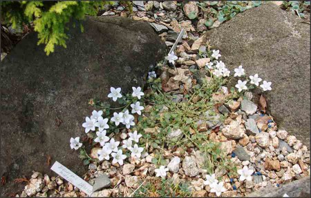 Campanula sartori.